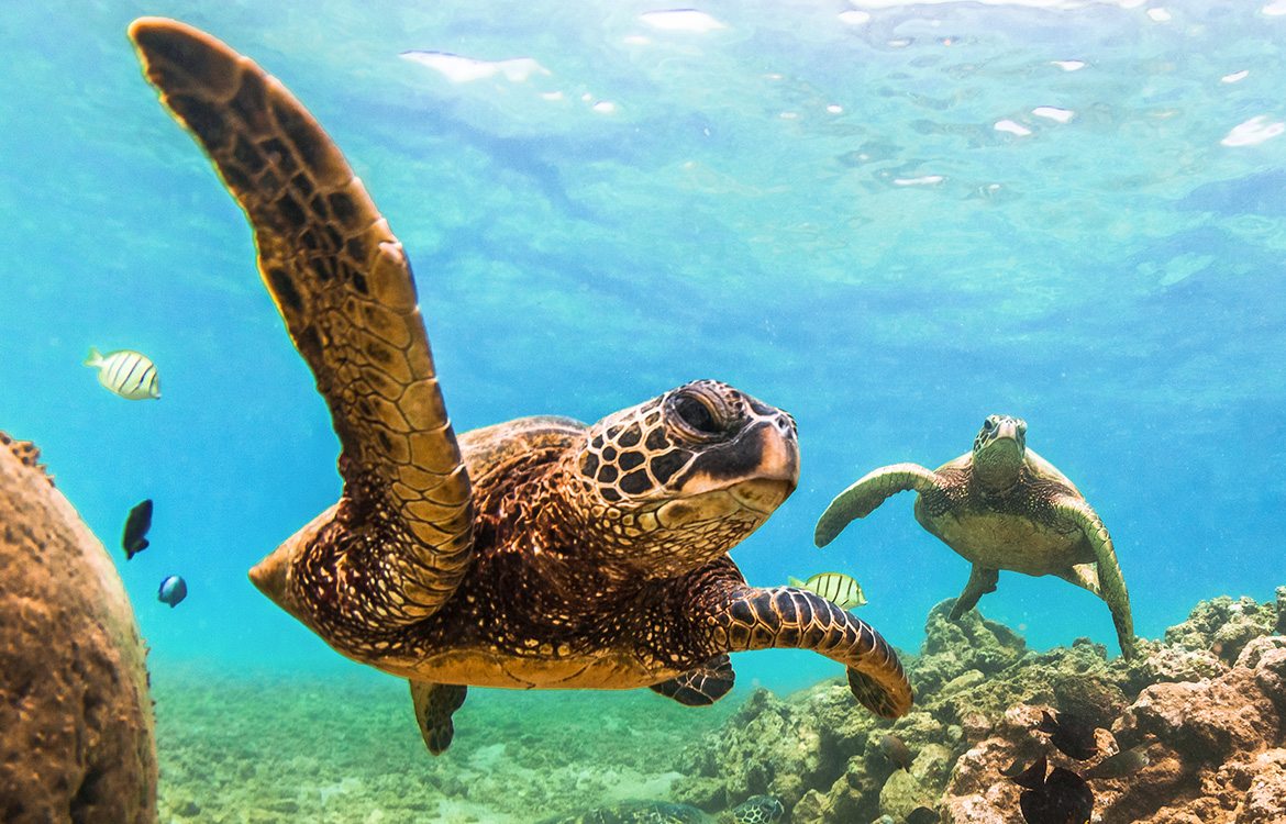 Oahu Sea Turtle