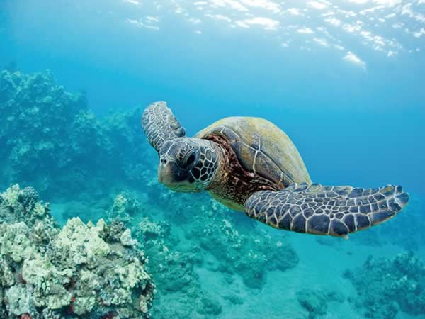 Turtle in the waters off Oahu