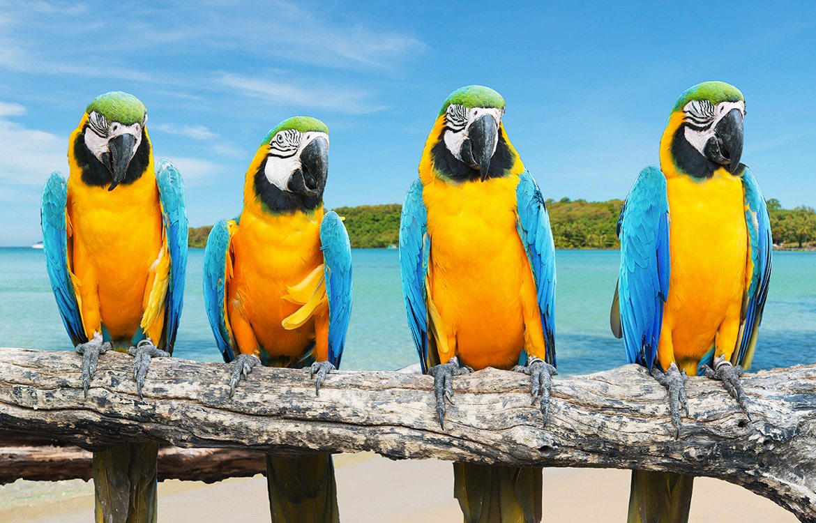 Cancun Parrots