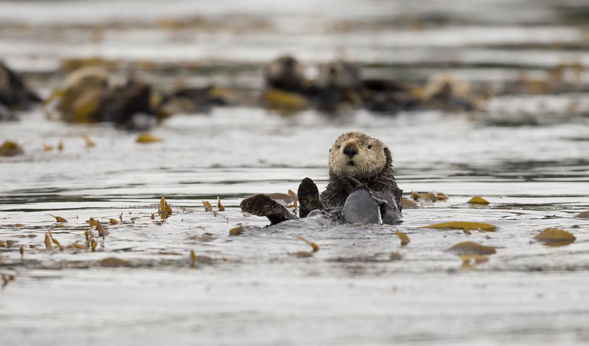 Bears in Canadian Landscape 