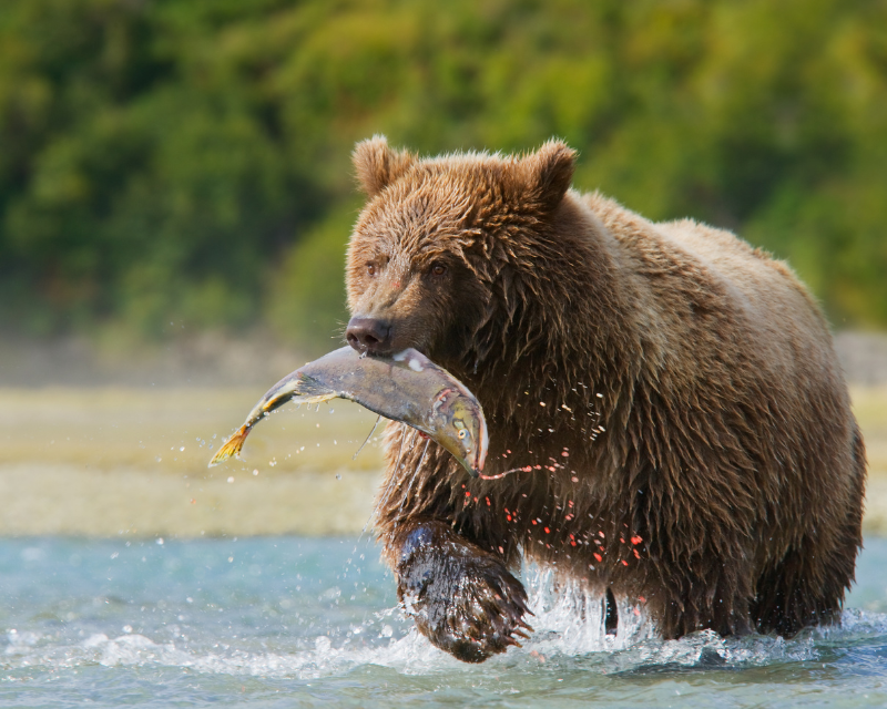 The Famous “Salmon Run '' where a bear has caught a leaping salmon in its mouth. 