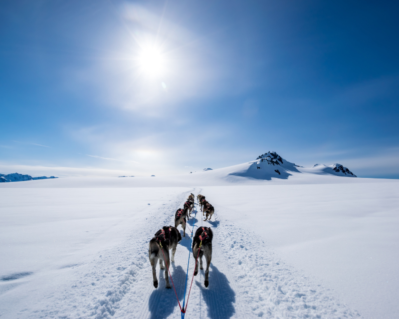 Snow dogs prepared for an Alaskan adventure on one of the many on-shore excursions available to Cruisers.