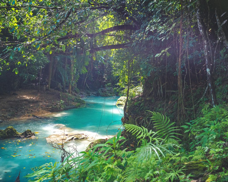 Jamaica forest