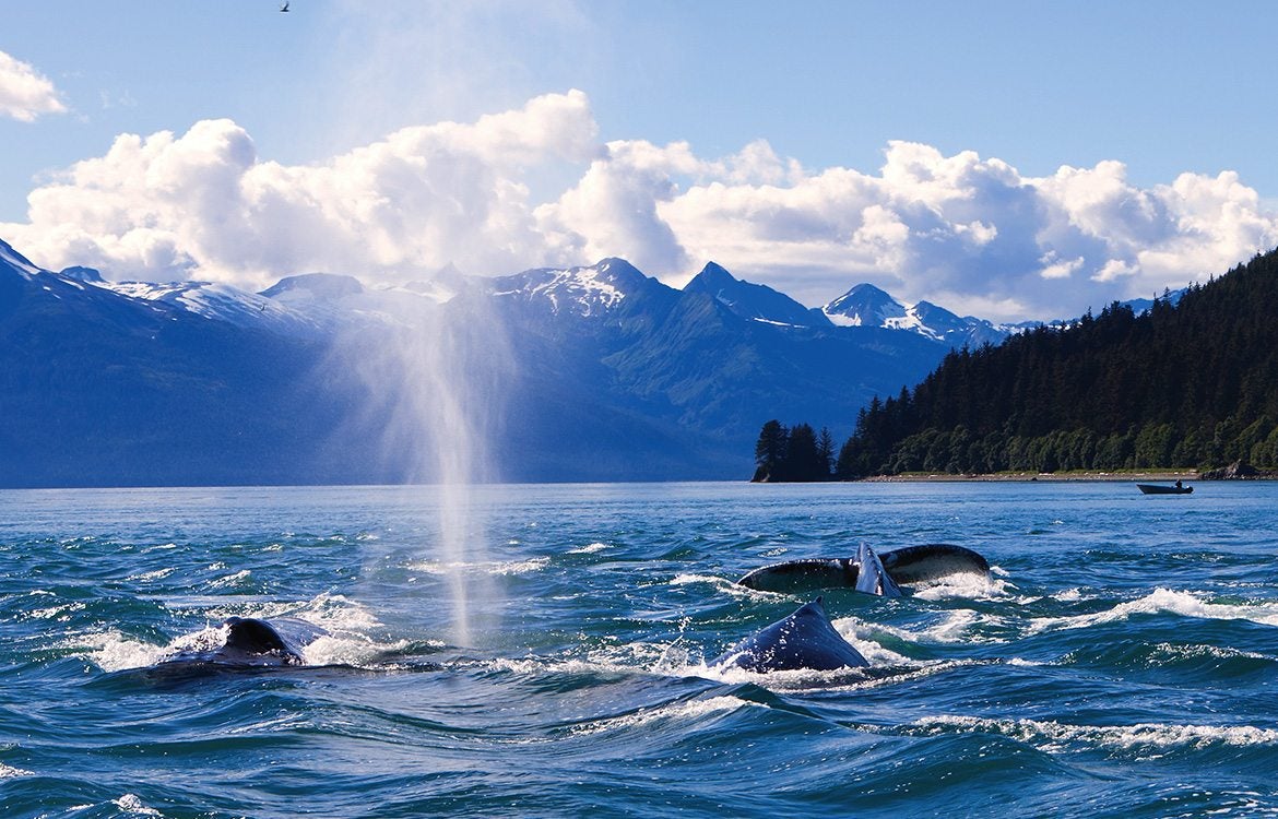 Whale watching in Alaska