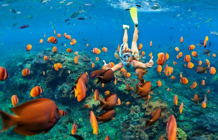 snorkelling with fish