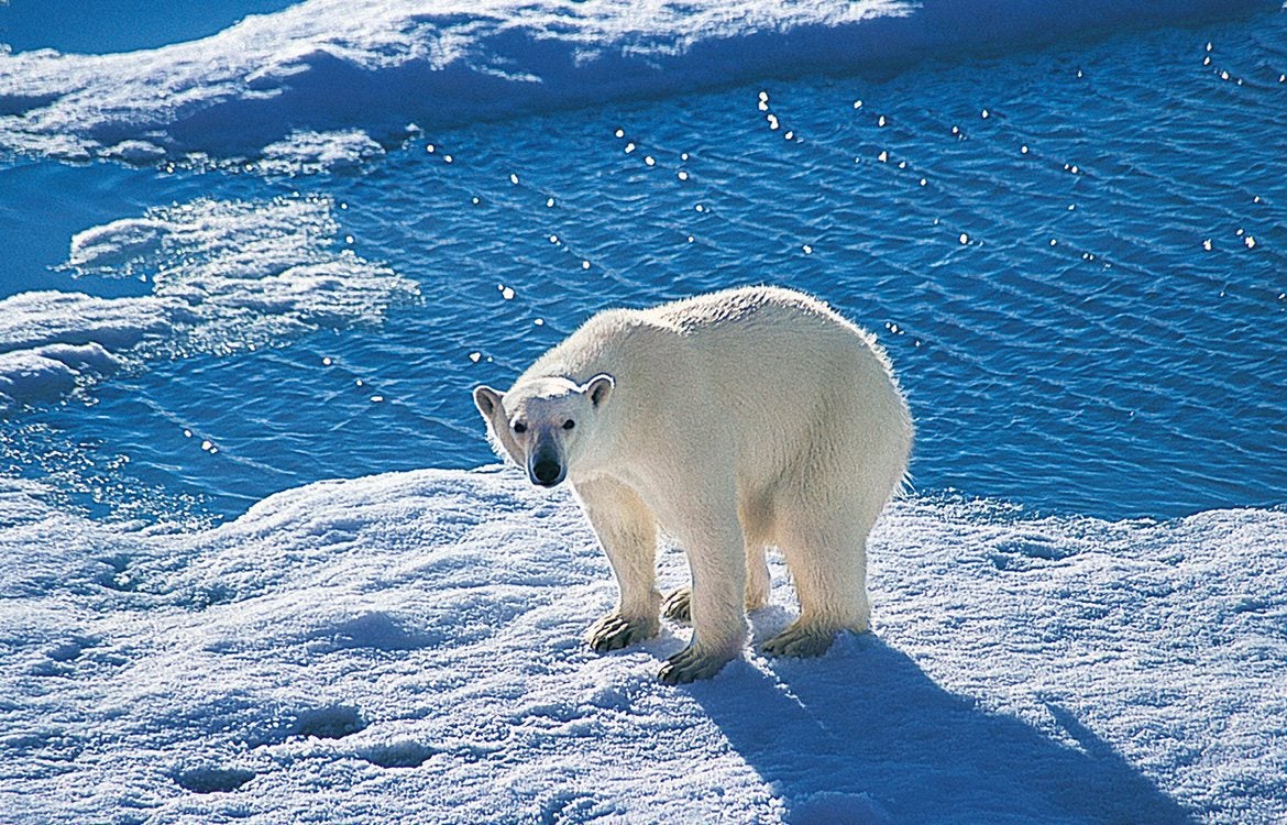 Polar Bears