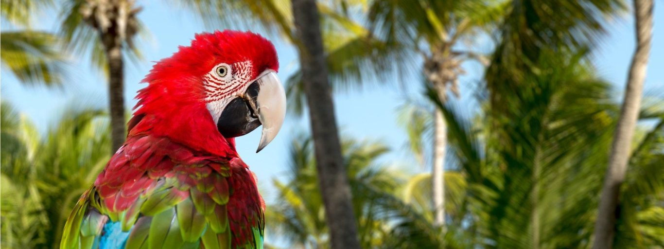macaw