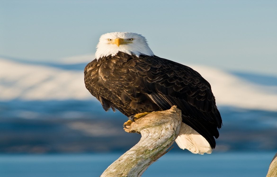 View Wildlife in Alaska