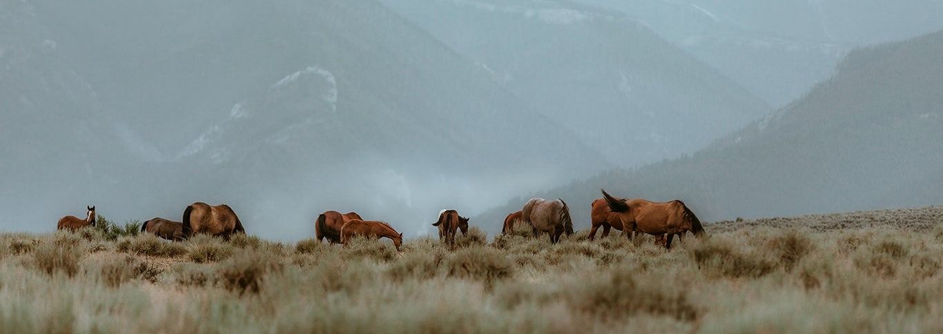 Dryhead Montana ranch horses with the hazy smoke of nearby wildfires