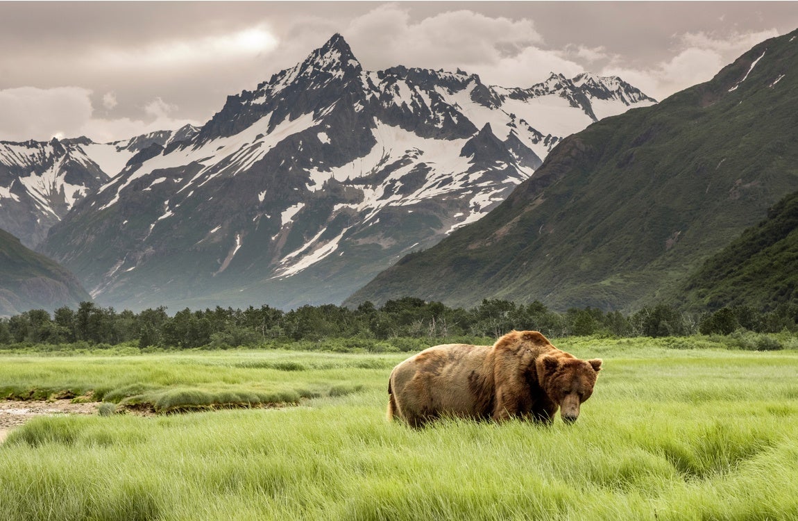 Bears in Alaska