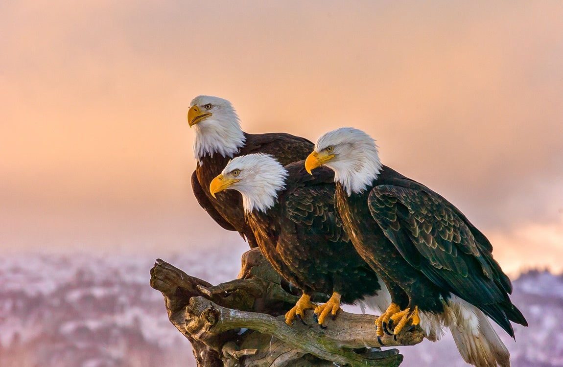 Wildlife in Alaska