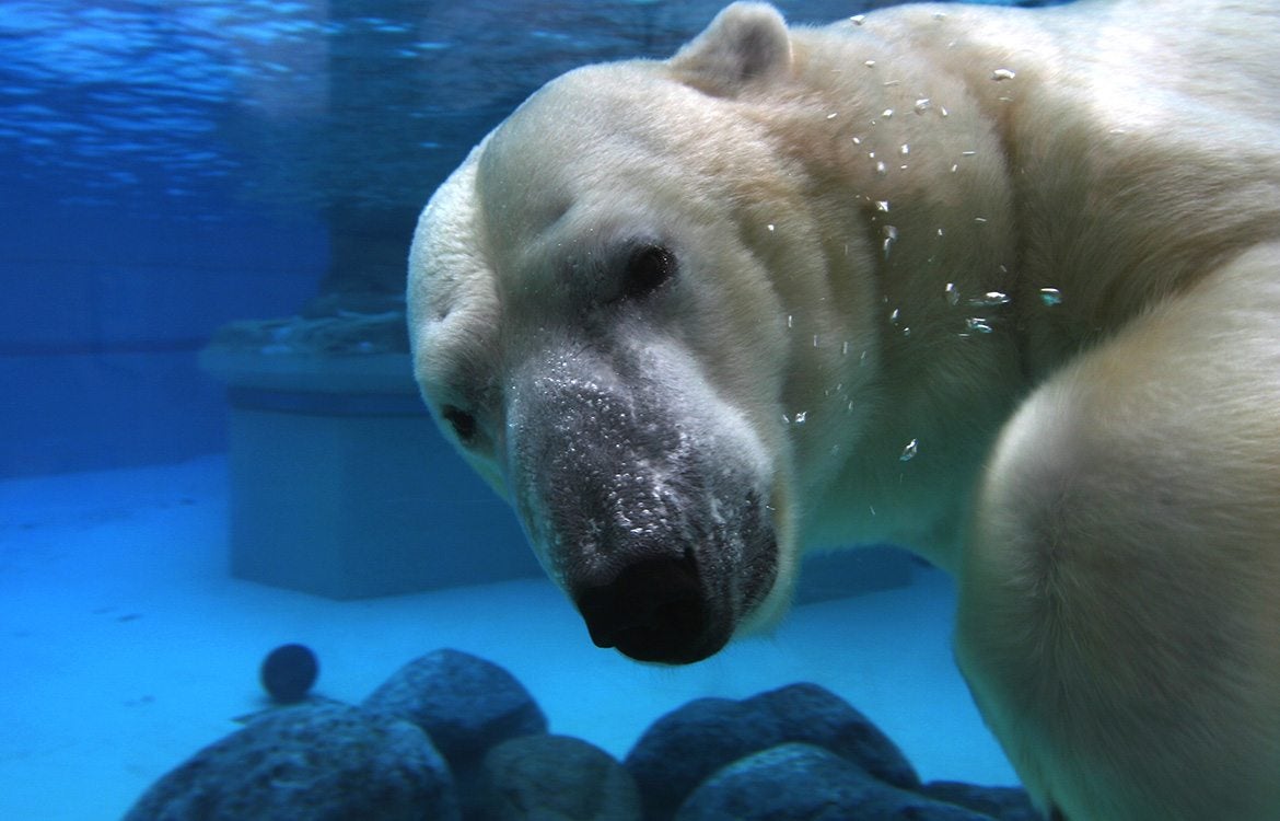 Shedd Aquarium, Chicago