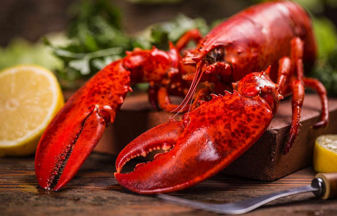 New England Lobster