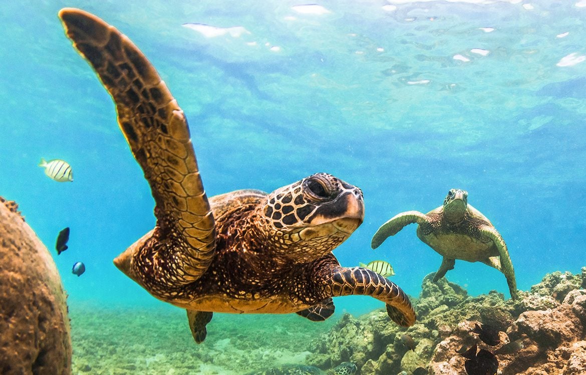 Oahu Sea Turtle