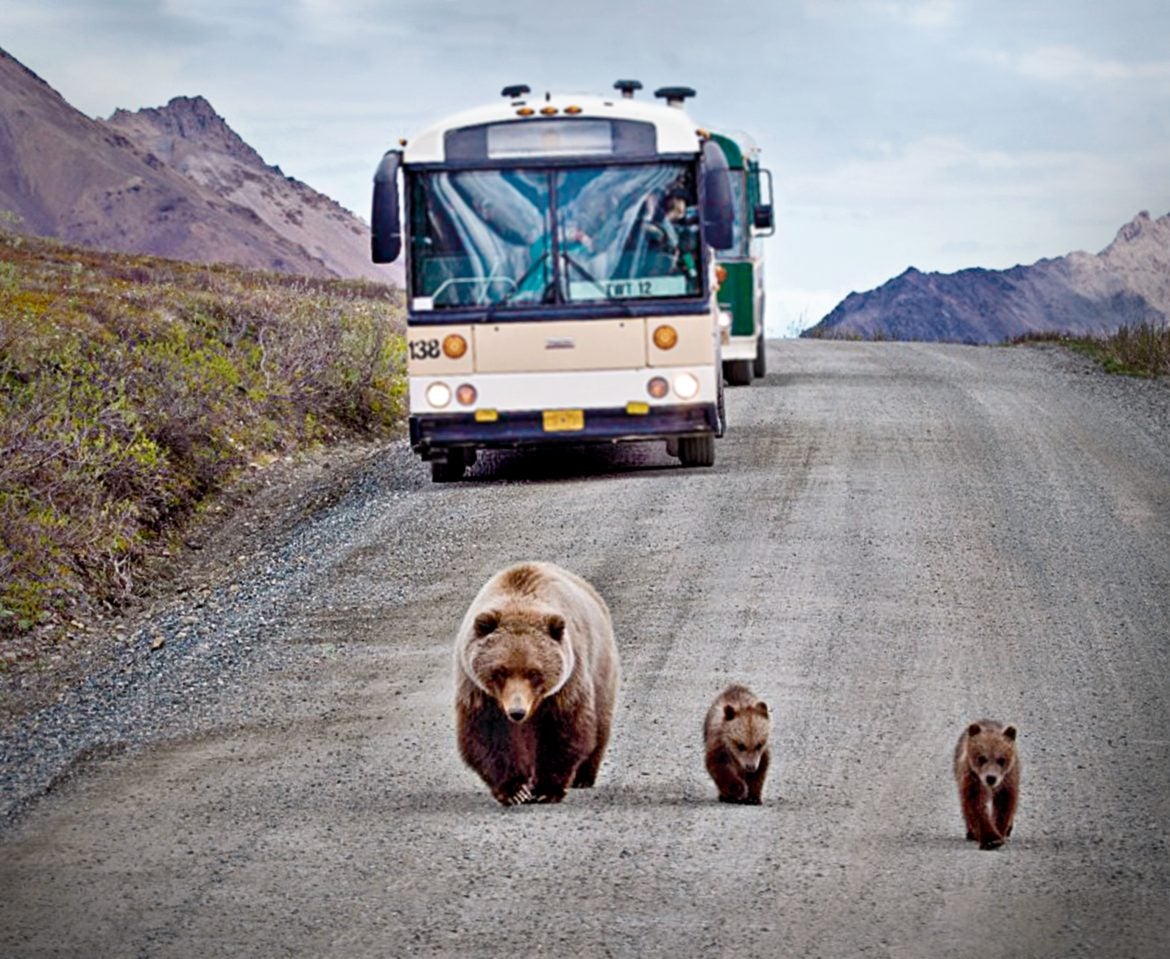 Bear Watching in Alaska