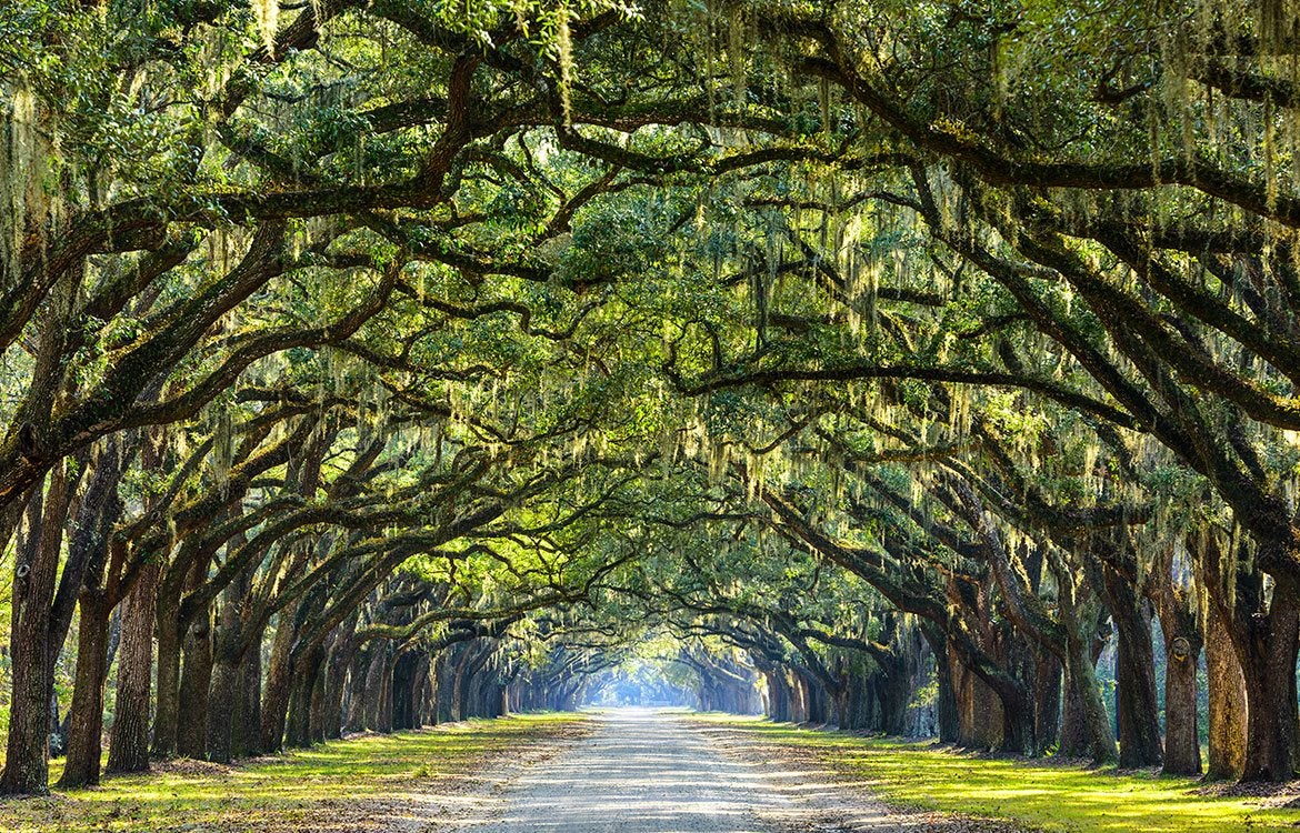 Old Pine Ave, Georgia