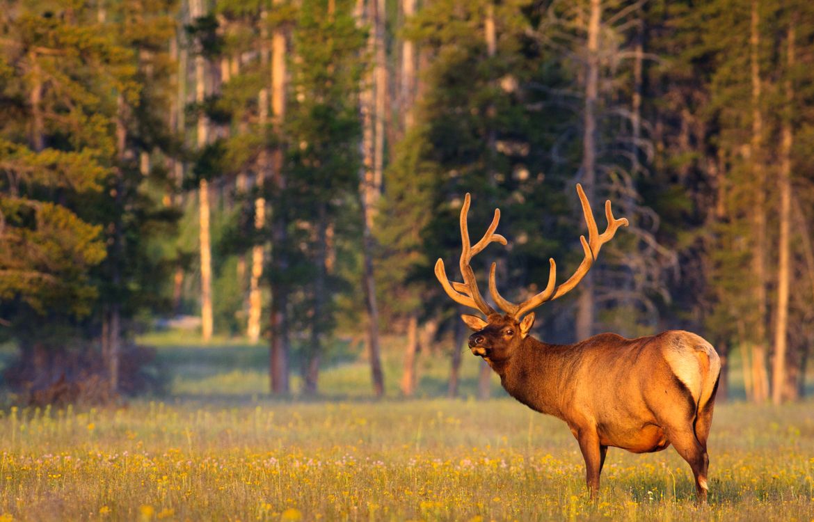 Yellowstone National Park