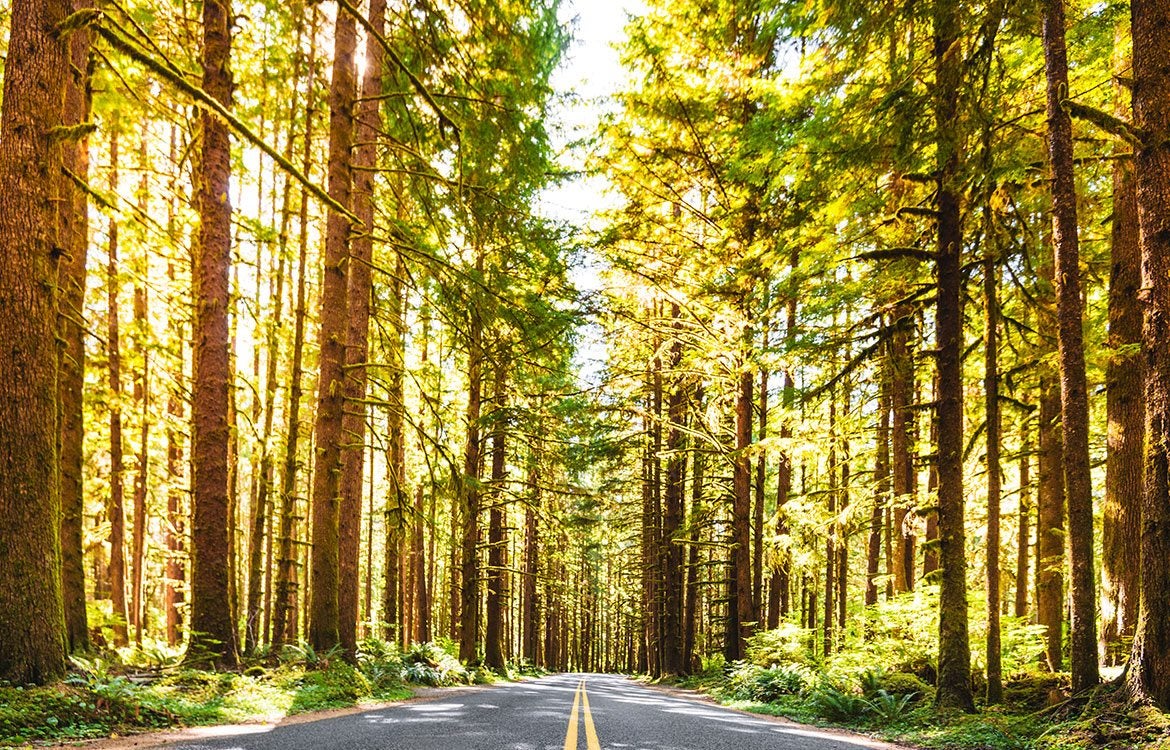 Redwood National Park