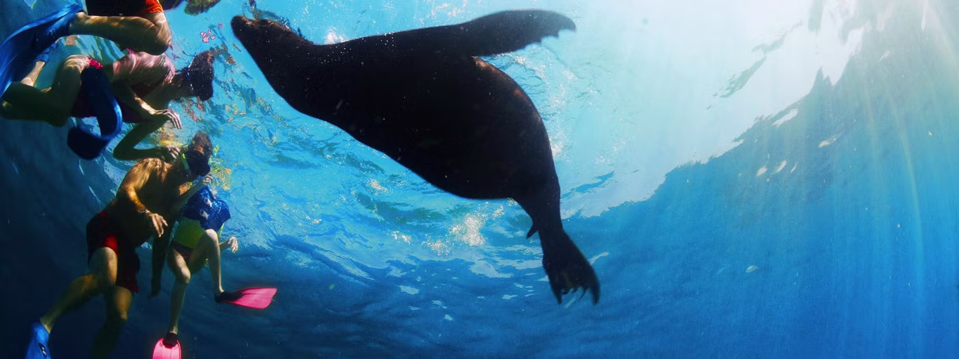 sea lion